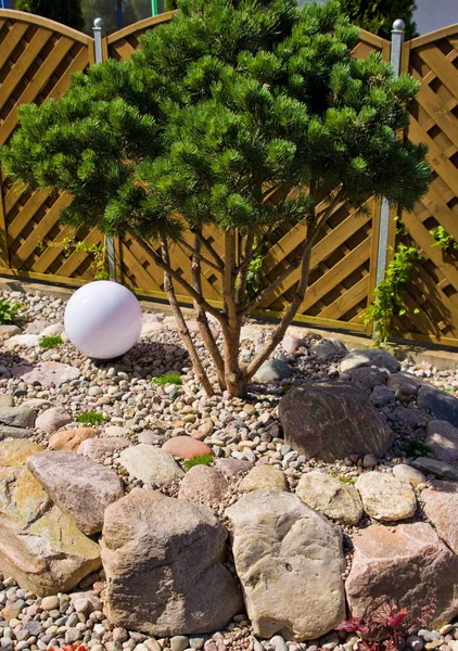 Het maken van nieuwe huis tuin decoraties, het planten van groenblijvende bomen en — Stockfoto