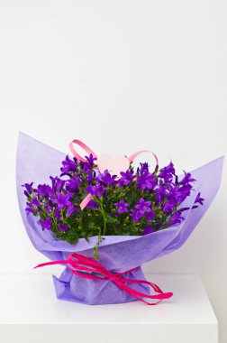 Beyaz arka planda izole edilmiş kağıt ve kurdeleye sarılı güzel bir demet menekşe..