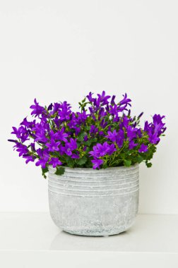 Violet campanula ev dekorasyonu beyaz kil kapta beyaz duvara karşı fotokopi alanı ile.