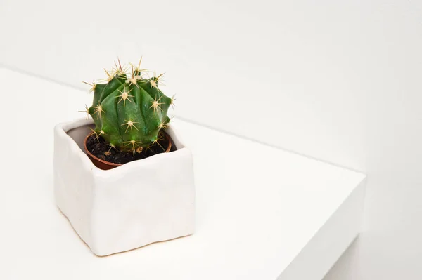 Mały Kaktus Nowoczesnym Garnku Białej Półce Przestrzenią Kopiowania Szczegóły Dekoracji — Zdjęcie stockowe