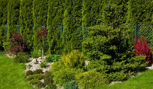 Composição Verde Exuberante Jardim Bem Conservado Com Abeto Coreano Variedade — Fotografia de Stock