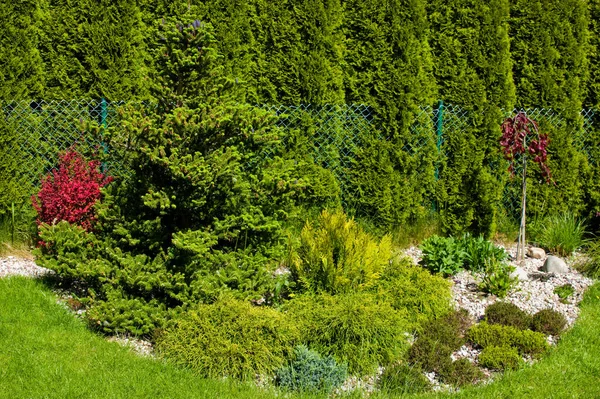 Composição Verde Exuberante Jardim Bem Conservado Com Abeto Coreano Variedade — Fotografia de Stock