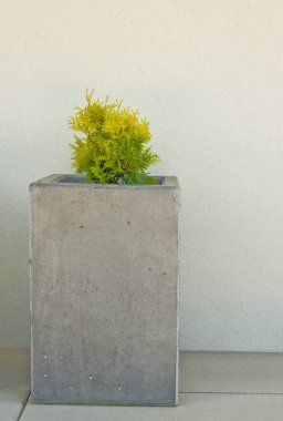 Modern beton saksı bir evin verandasında. Dikdörtgen prizma ya da genç thuja bitkisiyle küboid şekil. 