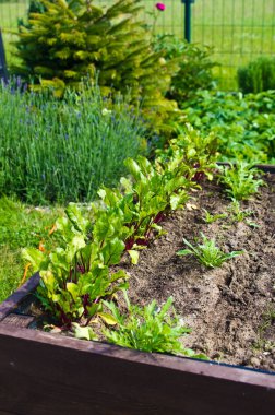Ev bahçesinde toprak olan ahşap sebze yatak kutusu. Ekoloji ve ev yetiştirme kavramı. 