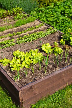 Ev bahçesinde toprak olan ahşap sebze yatak kutusu. Ekoloji ve ev yetiştirme kavramı. 
