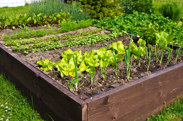 Wooden vegetable bed box with soil in the home garden. Ecology and homegrowing concept.