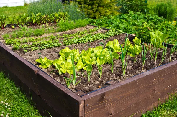 Caja Cama Madera Vegetal Con Tierra Jardín Del Hogar Ecología — Foto de Stock