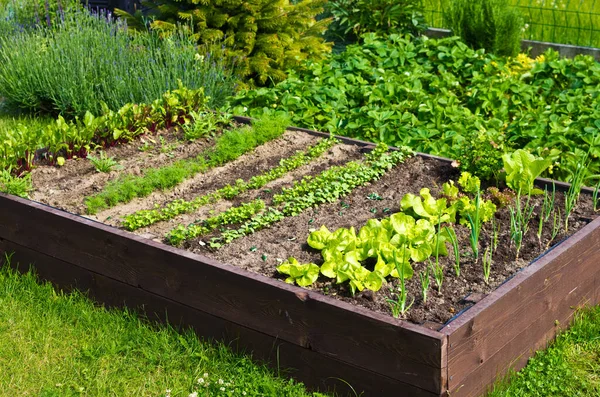 Caixa Cama Vegetal Madeira Com Solo Jardim Casa Conceito Ecologia — Fotografia de Stock