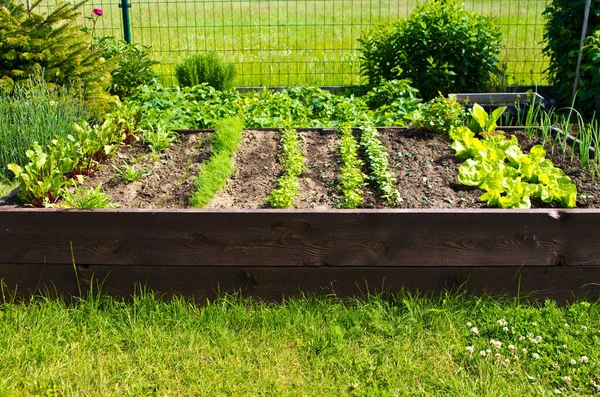 Wooden Vegetable Bed Box Soil Home Garden Ecology Homegrowing Concept — Stock Photo, Image