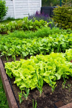 Ev bahçesinde toprak olan ahşap sebze yatak kutusu. Ekoloji ve ev yetiştirme kavramı. 