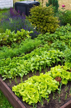 Ev bahçesinde toprak olan ahşap sebze yatak kutusu. Ekoloji ve ev yetiştirme kavramı. 