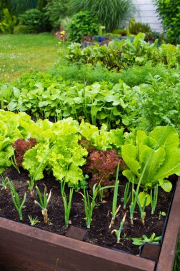 Ev bahçesinde toprak olan ahşap sebze yatak kutusu. Ekoloji ve ev yetiştirme kavramı. 