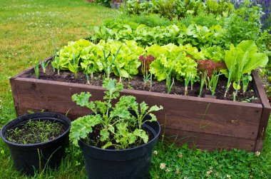 Ev bahçesinde toprak olan ahşap sebze yatak kutusu. Ekoloji ve ev yetiştirme kavramı. 