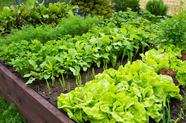 Caja Cama Madera Vegetal Con Tierra Jardín Del Hogar Ecología — Foto de Stock