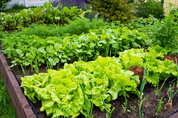 Wooden vegetable bed box with soil in the home garden. Ecology and homegrowing concept.