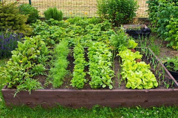 Scatola Legno Letto Vegetale Con Terreno Nel Giardino Casa Ecologia — Foto Stock