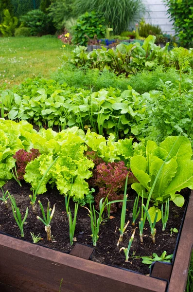 Wooden vegetable bed box with soil in the home garden. Ecology and homegrowing concept.