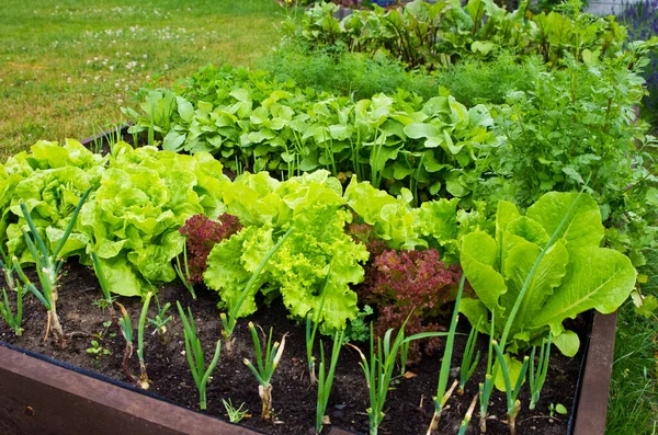 Scatola Legno Letto Vegetale Con Terreno Nel Giardino Casa Ecologia — Foto Stock