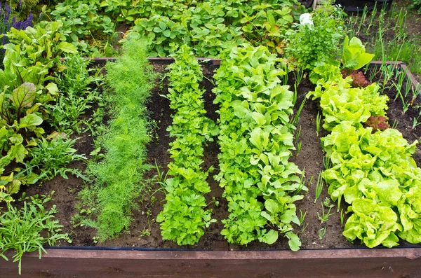 Scatola Legno Letto Vegetale Con Terreno Nel Giardino Casa Ecologia — Foto Stock