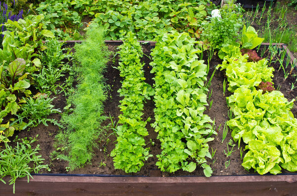 Wooden vegetable bed box with soil in the home garden. Ecology and homegrowing concept. 