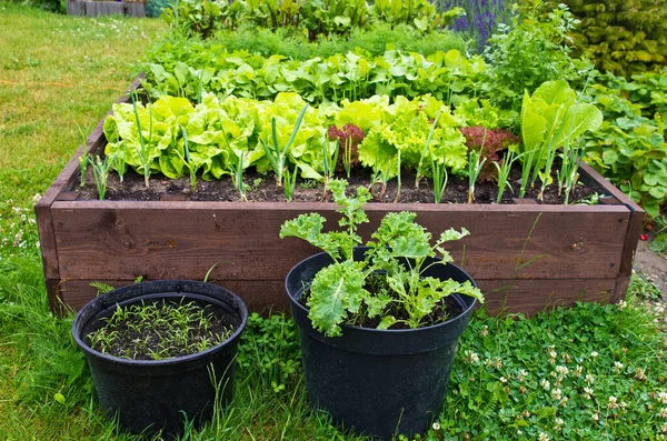 Wooden vegetable bed box with soil in the home garden. Ecology and homegrowing concept.