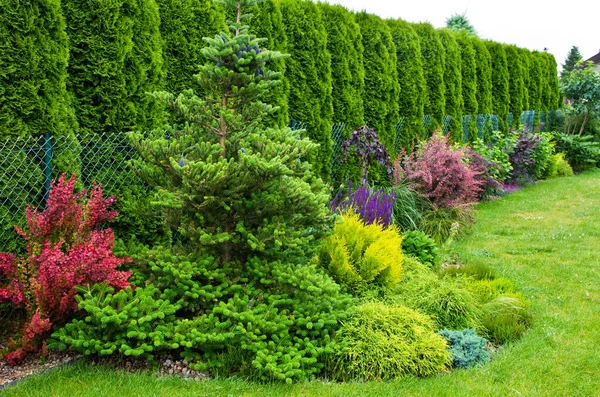 Exuberante Composición Verde Jardín Bien Cuidado Con Abeto Coreano Variedad —  Fotos de Stock