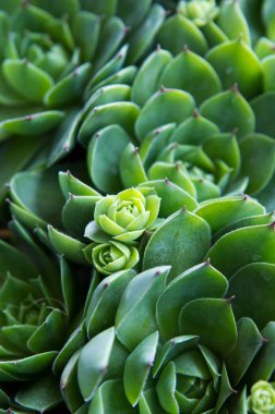 Kapsamlı yeşil sulu bir bitki. Ev dekorasyonu ayrıntıları.