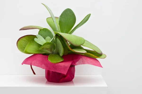 Home decoration - kalanchoe flower or house plant with pink paper decoration, standing on a shelf with white wall background.