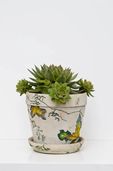 Home decoration item, green succulent houseplant in decorative pot on a shelf against white wall with copyspace.