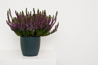 Rafın üzerinde, beyaz duvara karşı duran karanlık bir saksının içindeki dekoratif fundalık bitkisi. Ev dekorasyonu ögesi, kopyalama alanı ile basit kompozisyon.