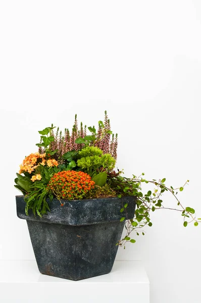 Florale Komposition Aus Verschiedenen Herbstblumen Und Pflanzen Einem Tontopf Graphitfarbe — Stockfoto