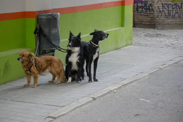 Köpekler Için Onların Sahip Bekliyor — Stok fotoğraf