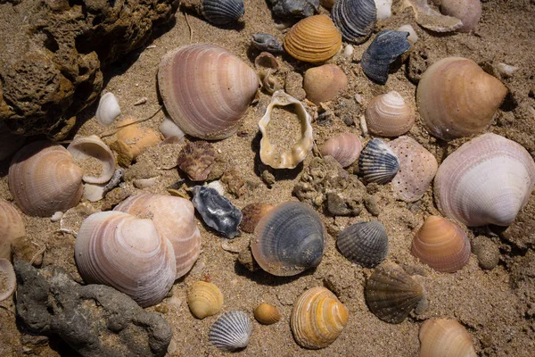 Muscheln Strand Sand — 스톡 사진