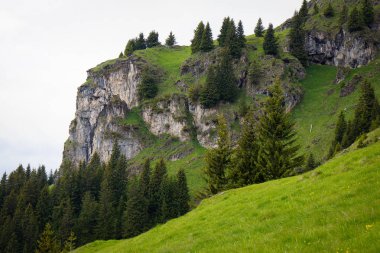 Uçurumun dağ alps Avusturya Avusturya Alpleri ağaçta
