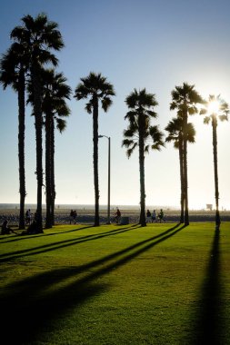 ABD Kaliforniya palmiye ağaçları güneşin California venice beach ABD önünde