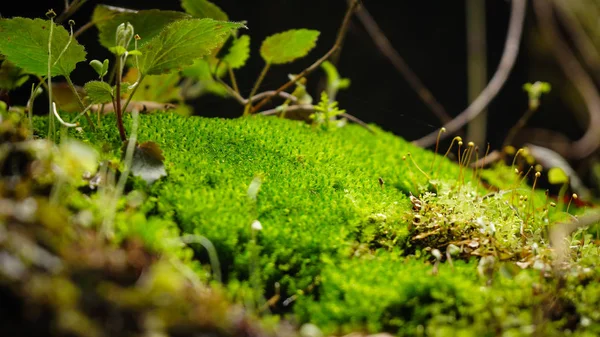 Mikro Scénu Lesní Půdy Mech Závod Německém Černém Lese — Stock fotografie