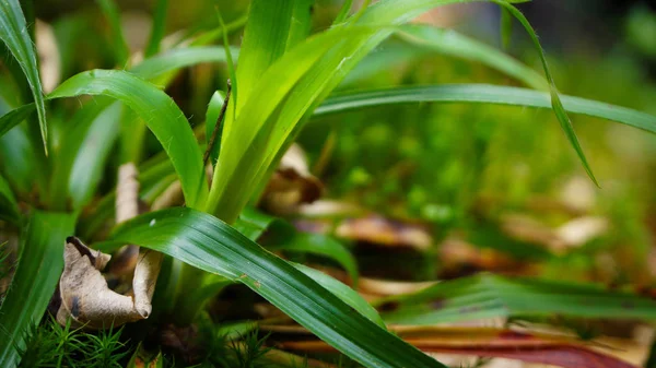 Micro Cena Floresta Solo Grande Grama Planta Floresta Negra — Fotografia de Stock