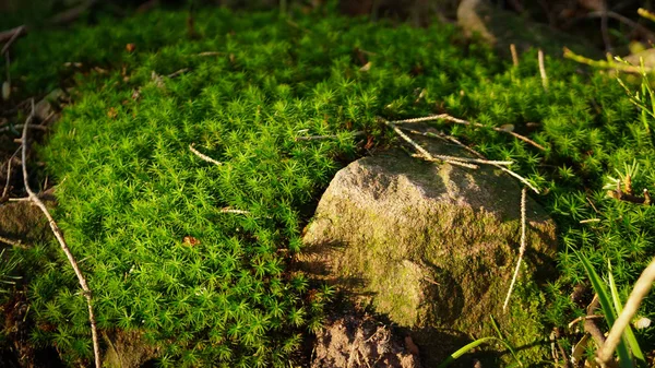 Moss Suelo Suelo Bosque Negro Alemania Con Roca — Foto de Stock