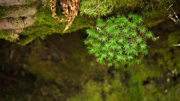 Moos Creciendo Acantilado Bosque Negro Alemania — Foto de Stock