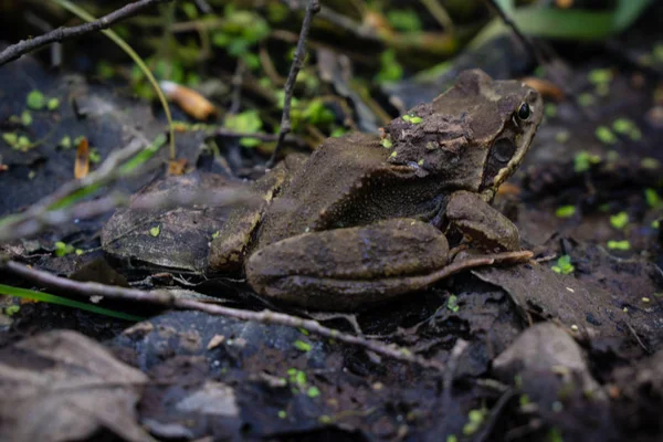 Frosch Sitzt Auf Dem Boden Und Wartet Auf Sprung — Stockfoto