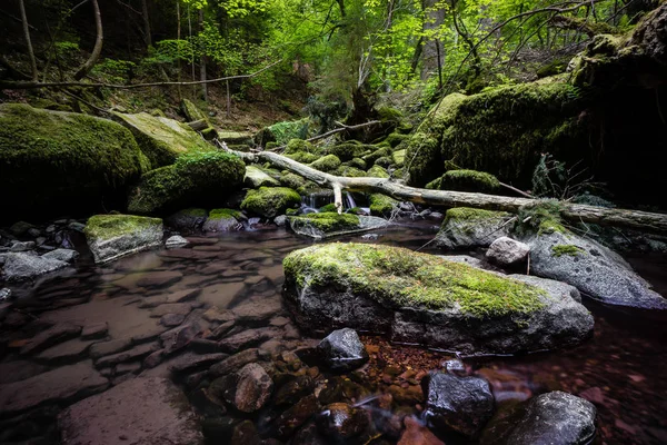 Cascada Agua Corriente Bosque Negro Alemania —  Fotos de Stock