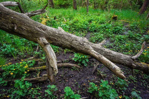 Ruscello Acqua Caduto Albero Foresta Scenario Primavera Germania — Foto Stock