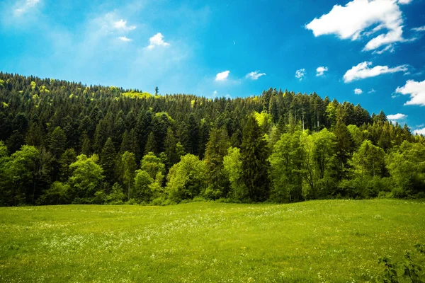 çayır gündüz güneş yaz, orman yeşil Almanya