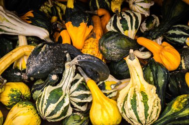 Almanya çeşitli kabak hasat sonbahar sonra gruptan