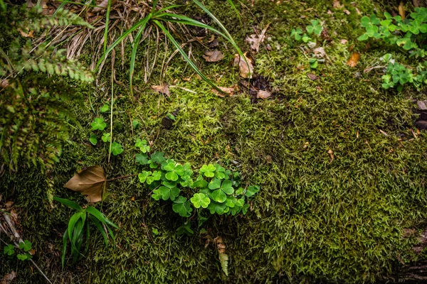 德国苔藓森林景观宏观形象土壤树林 — 图库照片