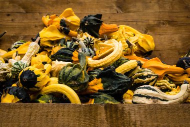 Almanya çeşitli kabak hasat sonbahar sonra gruptan