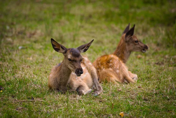 Duitsland Herten Weide Staan Kijken Naar Geweien — Stockfoto