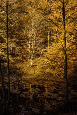 Almanya Sonbahar Orman Gölü akşam ağaç düşmüş yaprak