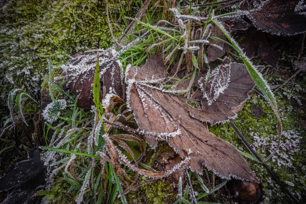 Jerman Frost Pada Daun Musim Dingin Tanaman Makro — Stok Foto