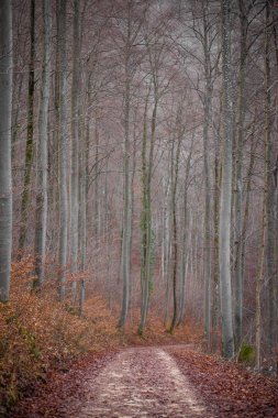 Almanya sonbahar orman yolu ve yaprak kayın turuncu